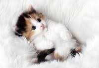 Kedi Korkusu Ve Hipnoz Kedi Fobisi Hipnoz Ile Yenilebilir Mi