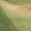 With any luck it will grow again within a year, though you might need to lay some grass seeds. Https Encrypted Tbn0 Gstatic Com Images Q Tbn And9gcqdbrc Pv29dnqz2bunkv1wll9mwlyktqy6mu8f Cjgwmhysqew Usqp Cau