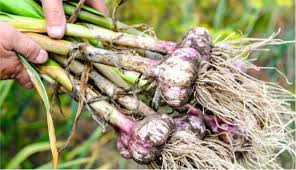 Jardiner Malin Avec Un Anti Pucerons Naturel A L Ail