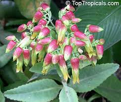 Image result for Hypericophyllum