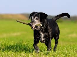Die rasse, der charakter und die farbe spielen bei der auswahl eines hundes eine wichtige rolle. Schwarze Hunde Warum Will Keiner Einen Schwarzen Hund