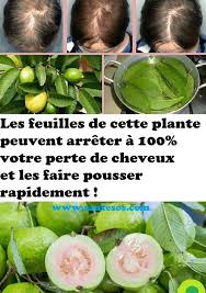 Les Feuilles De Cette Plante Peuvent Arreter A 100 Votre Perte De Cheveux Et Les Faire Pousser Rapidement Hair Radish Vegetables