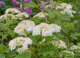 Very similar, but more compact than european cranberrybush viburnum. Viburnum Opulus Compactum European Cranberrybush