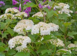 In late fall this shrub takes on a brilliant fall reddish color. Viburnum Opulus Compactum European Cranberrybush