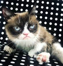 sosyal medya fenomeni cuce kedi grumpy cat oldu kedi huysuz kedi red tour
