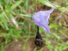 Image result for Wahlenbergia undulata