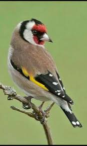 epingle par mohamed boudjelaba sur bᴇᴀᴜᴛɪғᴜʟ bɪʀᴅs beaux oiseaux oiseaux colores chardonneret