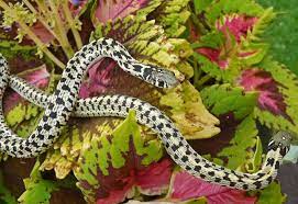 Checkered Garter Snake Pet Snake Beautiful Snakes Reptiles And Amphibians