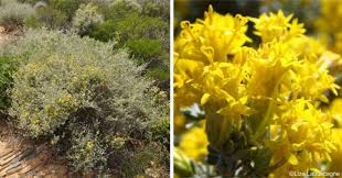 Image result for Pteronia acuminata