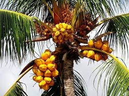 Tari tradisional dari sulawesi utara ini menggunakan atribut tempurung atau batok kelapa yang biasa digunakan warga sebagai wadah tertentu atau mangkuk. Gambar Buah Kelapa Radea