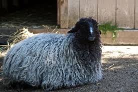 A shearling garment is made from a sheep or lamb shorn shortly before slaughter. Karakul Sheep Wikipedia