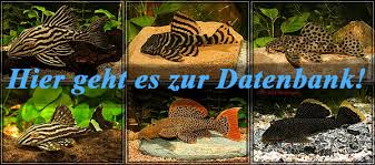 Welse is a river of brandenburg, germany. L Welse Com