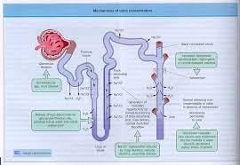 Kidney Physiology And Anatomy And When There Is A Water Deficit In The Body The Kidney Medical Student Study Medical Terminology Study Pharmacology Nursing