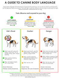 Doggie Drawings Infographics