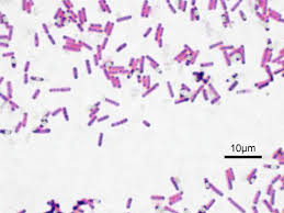 bacillus wikipedia