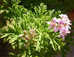 Piante per allontanare le zanzare. Piante Anti Zanzare Giardinaggio Piante Anti Zanzare Giardinaggio