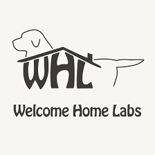 Explore 84 listings for black lab puppies for sale at best prices. Labrador Puppies For Sale Mn Welcome Home Labs