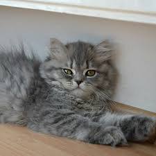 Satilik Highland Scottish Straight Disi Fiyat 1000 Tl Istanbul Fatih Bilgi Whatsapp 05380624482 Cat Scottish Fold Scottish Fold Cats