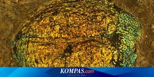 Macam macam warna kuning juga warna yang seringkali diterima seluruh. Fosil Kumbang Berwarna Dari Zaman Dinosaurus