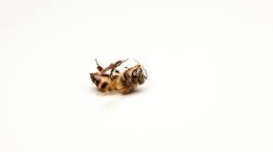 Wunderschöne bilder von dem vergissmeinnicht und dem bienchen. Weltbienentag Wie Sieht Unsere Welt Ohne Bienen Aus Stern De
