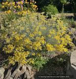 Image result for Helichrysum brassii