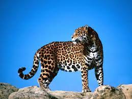Las prácticas de explotación de vida son víctimas de maltrato animal, agregó winter. The Jaguar Jaguar Animal Wild Cats Animals