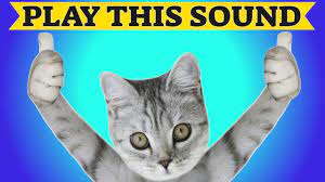 This gives you a chance to get closer to the cat and get him used to your presence. Sounds To Make Your Cat Come To You Youtube