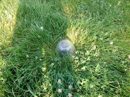 Then add a drop of dishwashing liquid to break the surface tension of the liquid. Homemade Yellow Jacket Wasp Traps Mama Bears Garden