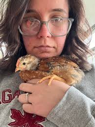 What breed is this chicken?