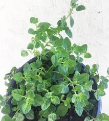 Image result for Clinopodium