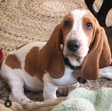 Music is cliff carlisle's 1931 song, i don't mind if you would like to see. Puppyfinder Com Basset Hound Puppies Puppies For Sale Near Me In North Carolina Usa Page 1 Displays 10