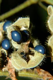 Image result for Rhynchosia goetzei