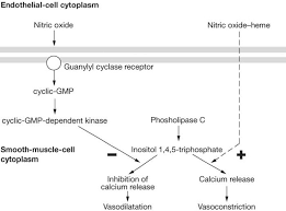 Vomiting, nuchal rigidity, variable neurological deficits and reduced mental status. Mechanisms Of Disease Roles Of Nitric Oxide And Endothelin 1 In Delayed Cerebral Vasospasm Produced By Aneurysmal Subarachnoid Hemorrhage Nature Reviews Cardiology