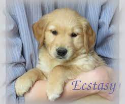 Maybe you would like to learn more about one of these? Puppyfinder Com Golden Retriever Puppies Puppies For Sale Near Me In Maryland Usa Page 1 Displays 10