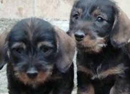 Image result for jezevčík drsnosrstý