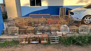 32 aves silvestres são apreendidas pelo Ibama no Maranhão