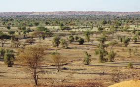 Image result for Acacia pilispina