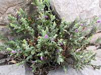 Image result for Polygalaceae