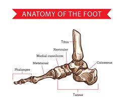 Click now to learn more about the bones leg and knee anatomy: Tarsal Bone Images Free Vectors Stock Photos Psd