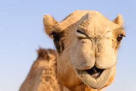 Stream tracks and playlists from camel light on your desktop or mobile device. 120 374 Best Camel Images Stock Photos Vectors Adobe Stock