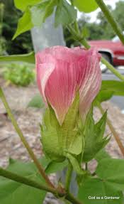 Flowers in the bible list. 37 Bible Flowers Ideas Flowering Trees Ancient Israelites Flowers