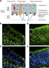 Image result for Drug-Induced Olfactory Dysfunction
