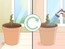 You can insert several cuttings into one pot. How To Grow Lavender From Cuttings With Pictures Wikihow