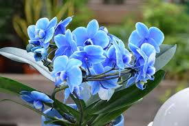 Designed with a specially enhanced bloom color, it arrives in a brown woven basket for a unique presentation. Hd Wallpaper Flowers Orchid Orchids Blue Blue Orchid Nature Offer Gift Wallpaper Flare