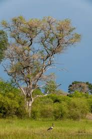 Image result for Combretum imberbe