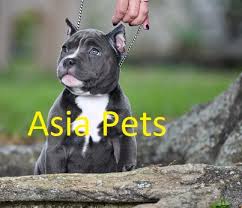 Maybe you would like to learn more about one of these? American Bully For Sale Puppy For Sale In Delhi Ncr At Best Price