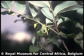 Image result for Xylopia acutiflora