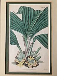 Image result for Curculigo latifolia