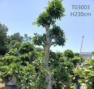 Fujian Ficus Supplier With Different Size Ficus Shima Root ...
