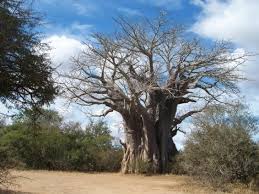 Baobab Seed Oil Afrinatural